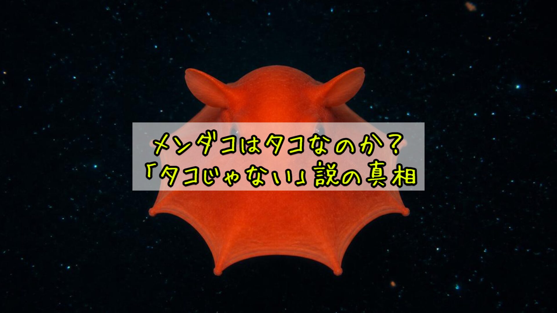 メンダコはタコなのか？「タコじゃない」説の真相