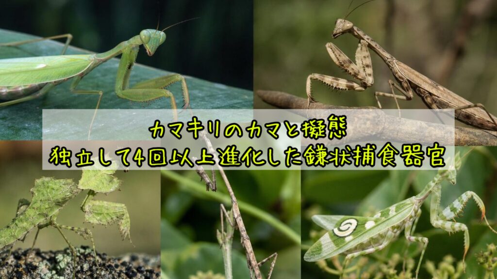 カマキリのカマと擬態：独立して4回以上進化した鎌状捕食器官