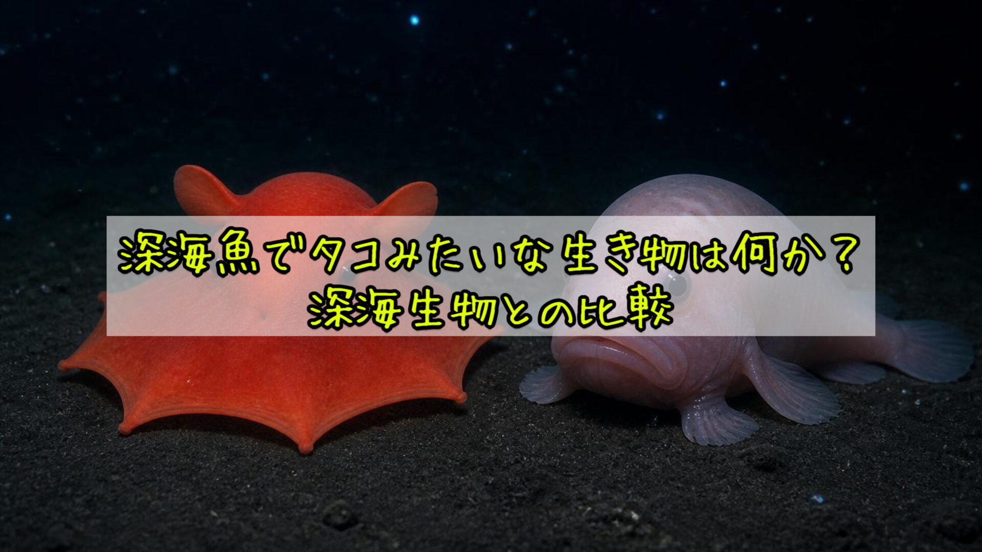 深海魚でタコみたいな生き物は何か？深海生物との比較
