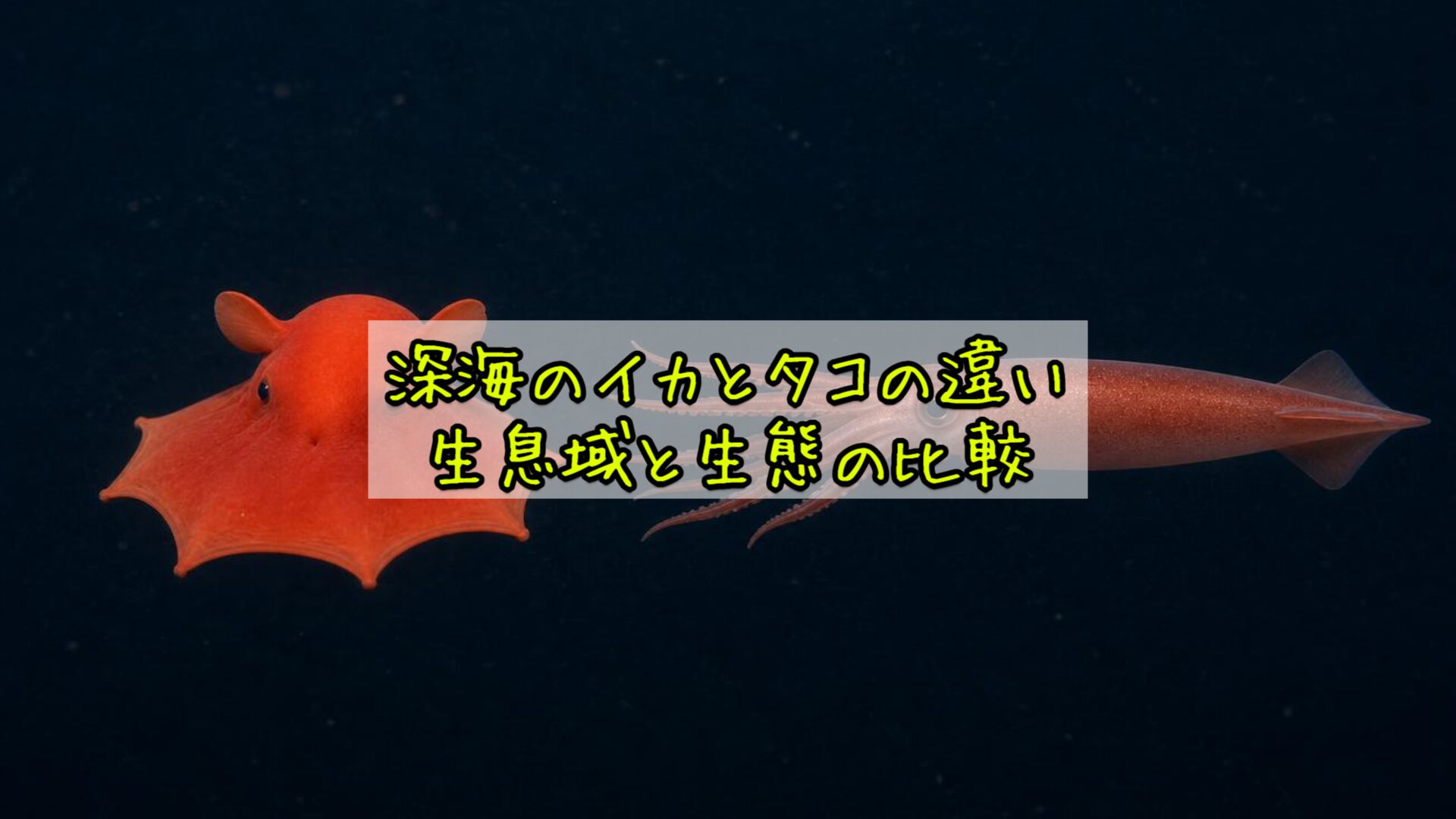 深海のイカとタコの違い：生息域と生態の比較