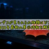 メンダコが見られる水族館はどこ？2026年最新の展示情報を解説