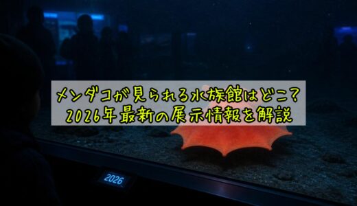 メンダコが見られる水族館はどこ？2026年最新の展示情報を解説