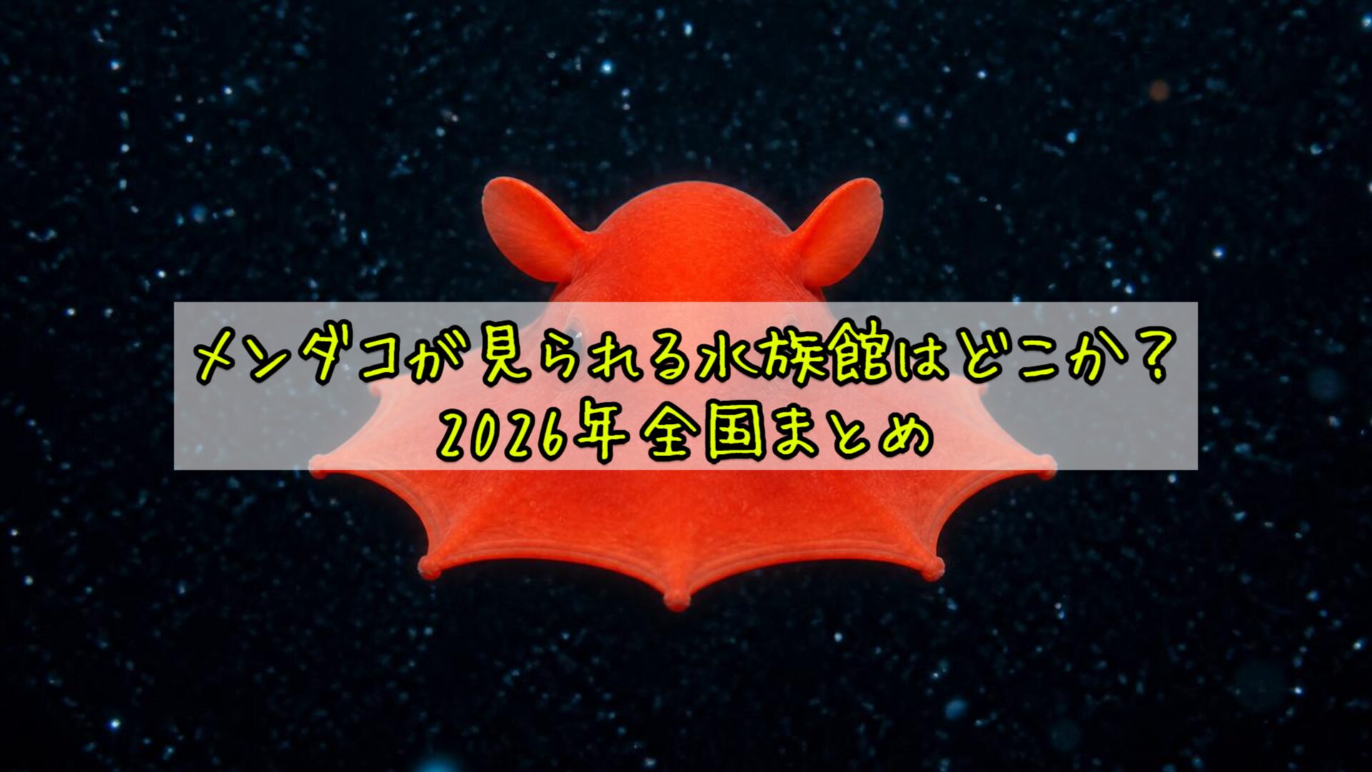 メンダコが見られる水族館はどこか？2026年全国まとめ