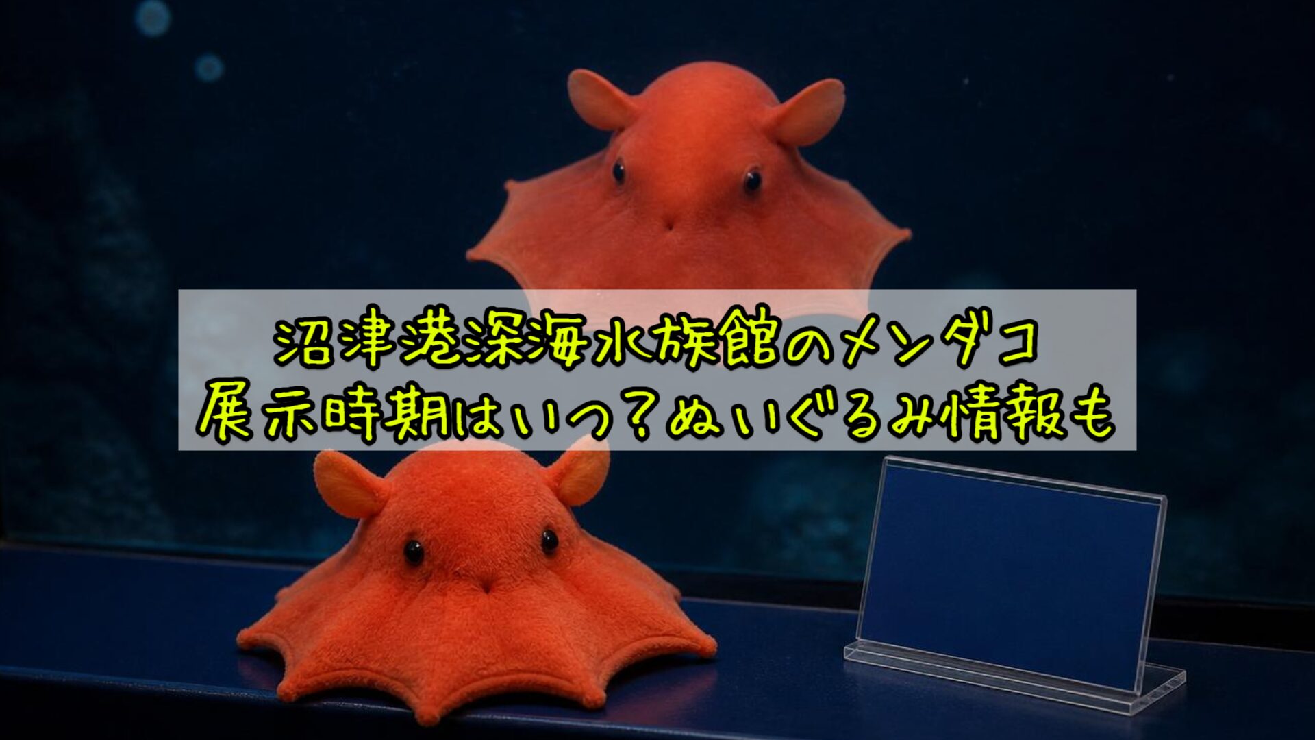沼津港深海水族館のメンダコ：展示時期はいつ？ぬいぐるみ情報も