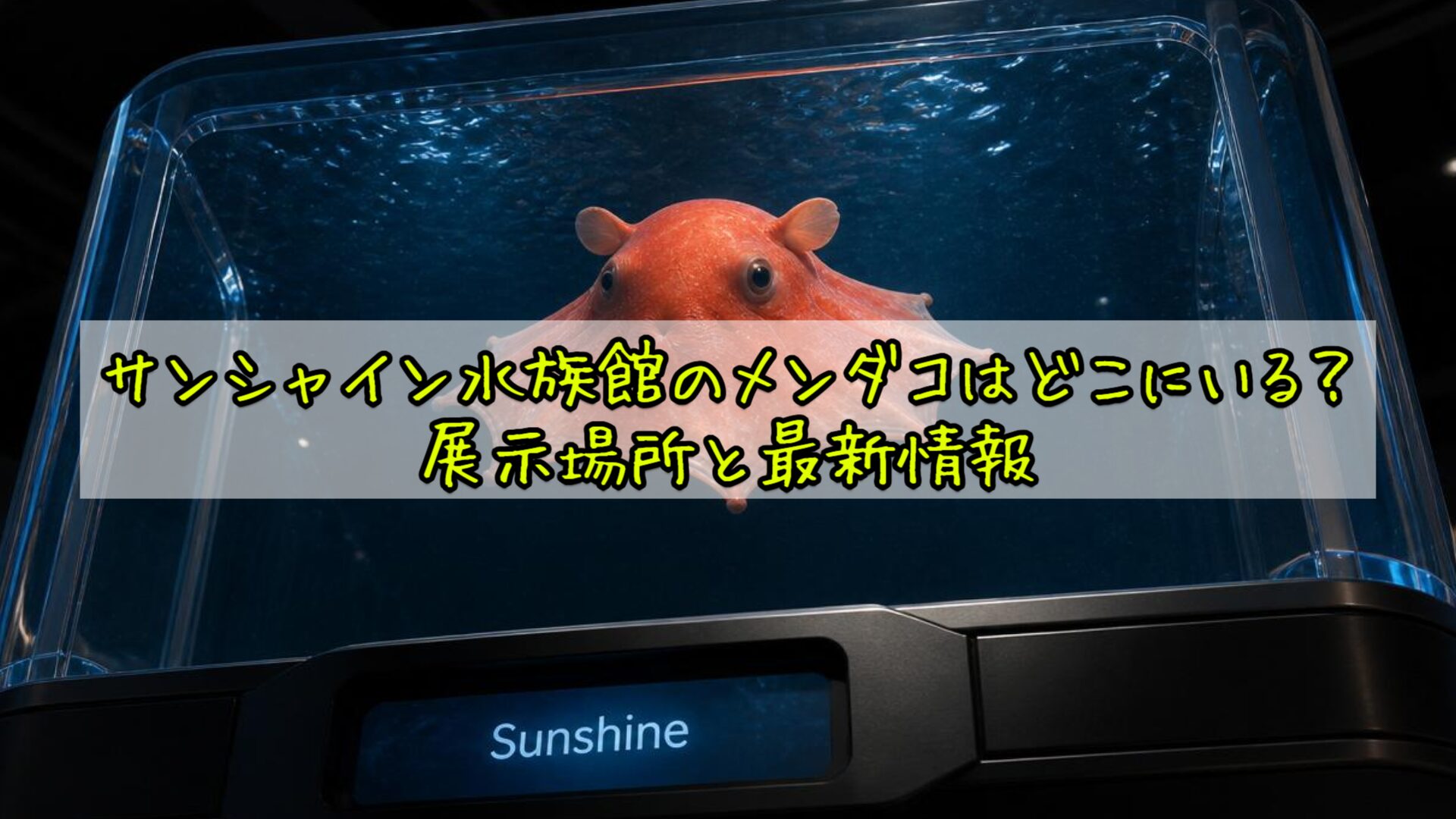 サンシャイン水族館のメンダコはどこにいる？展示場所と最新情報