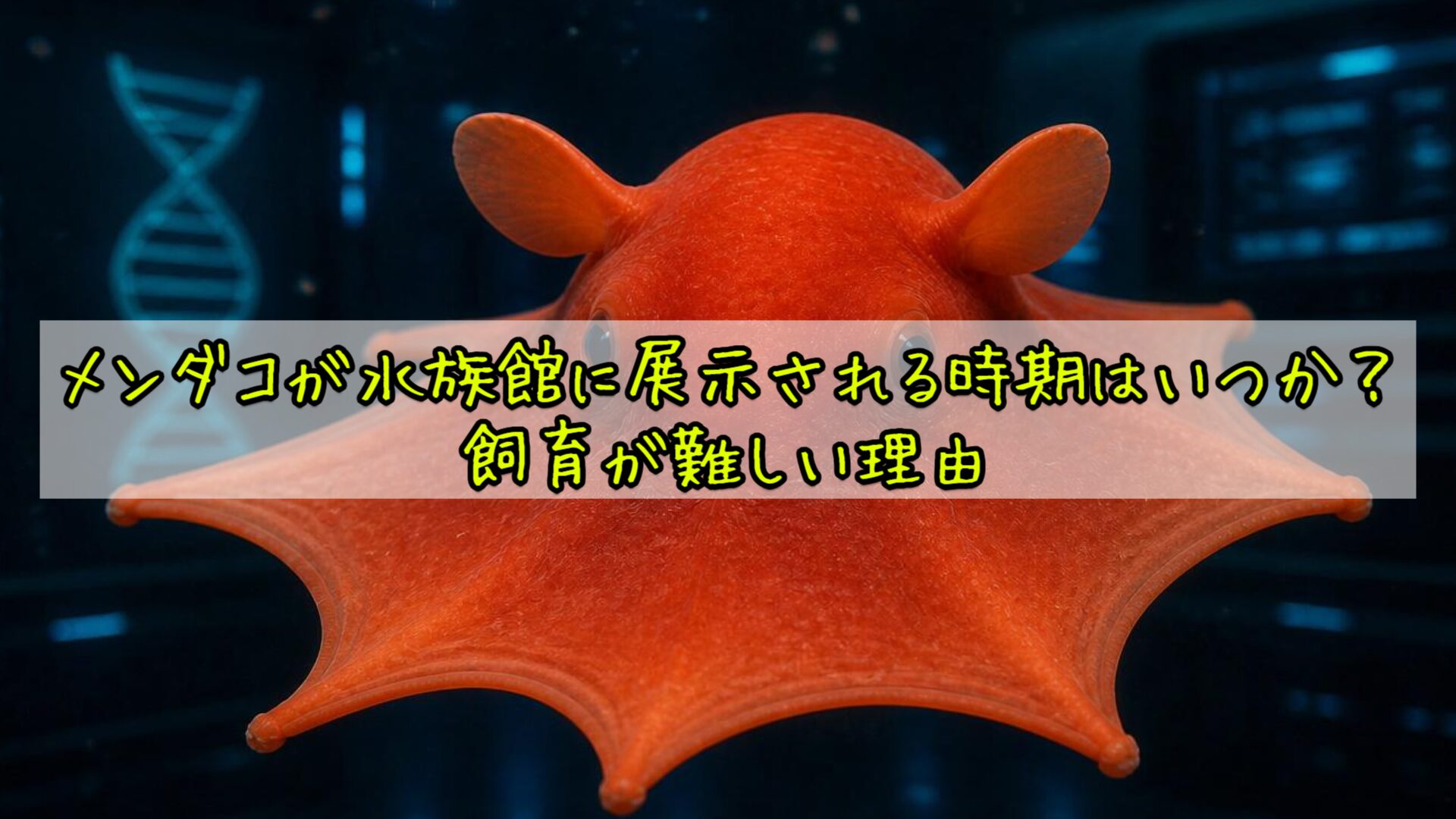 メンダコが水族館に展示される時期はいつか？飼育が難しい理由