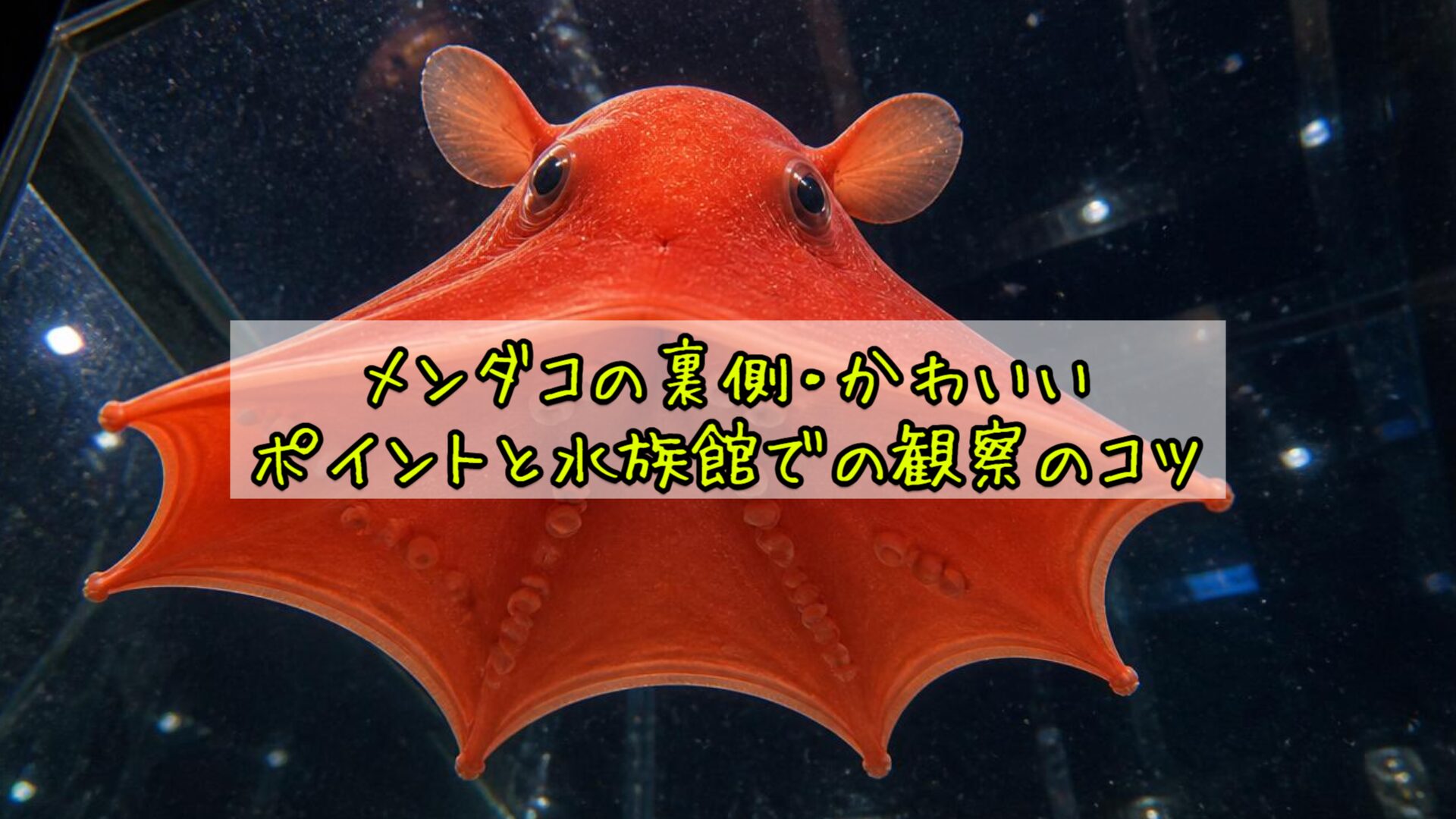 メンダコの裏側・かわいいポイントと水族館での観察のコツ
