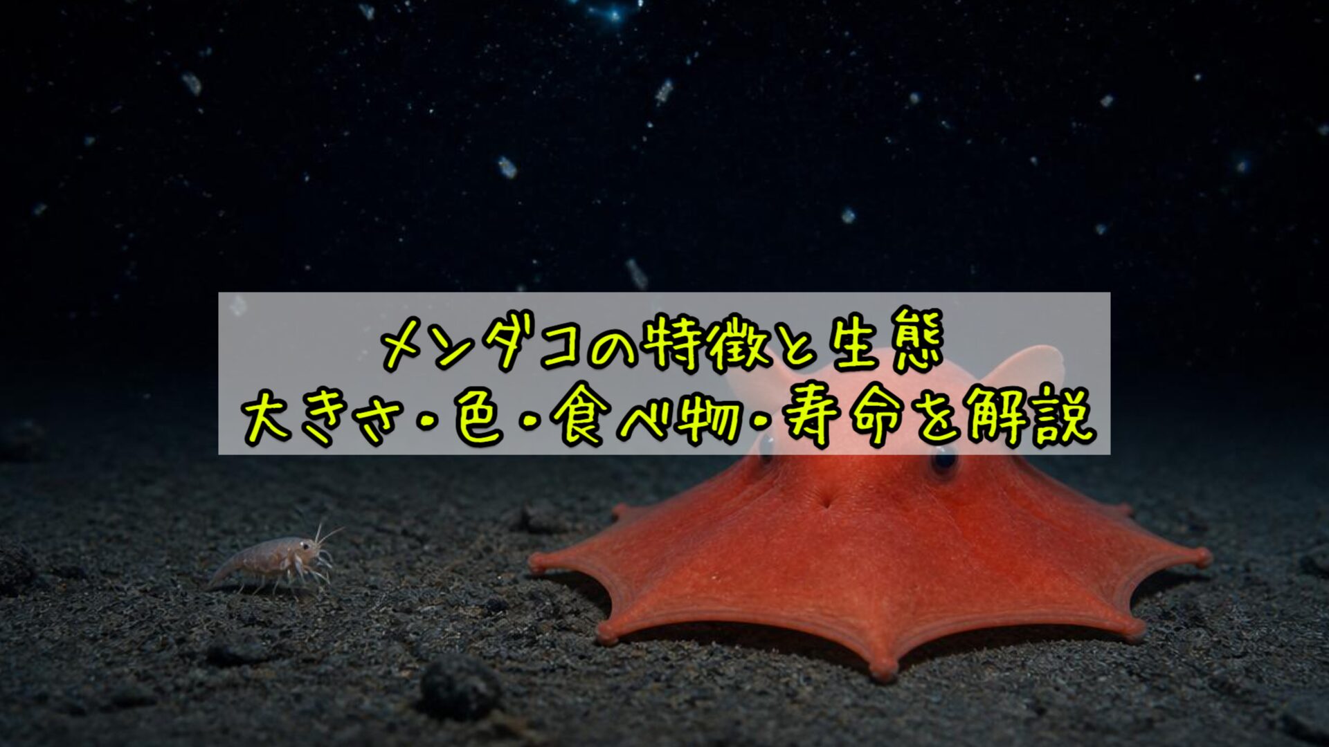 メンダコの特徴と生態：大きさ・色・食べ物・寿命を解説