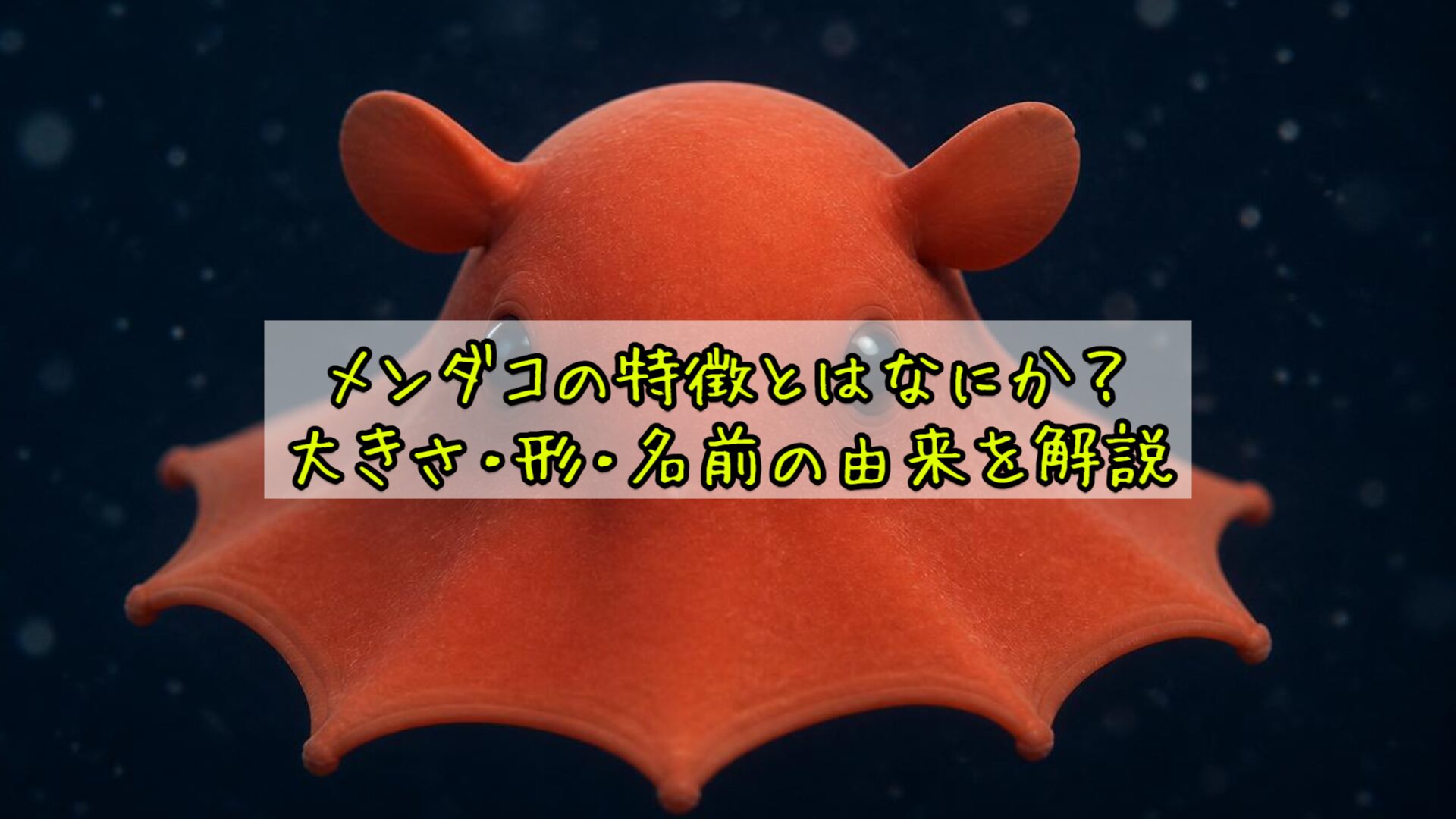メンダコの特徴とはなにか？大きさ・形・名前の由来を解説