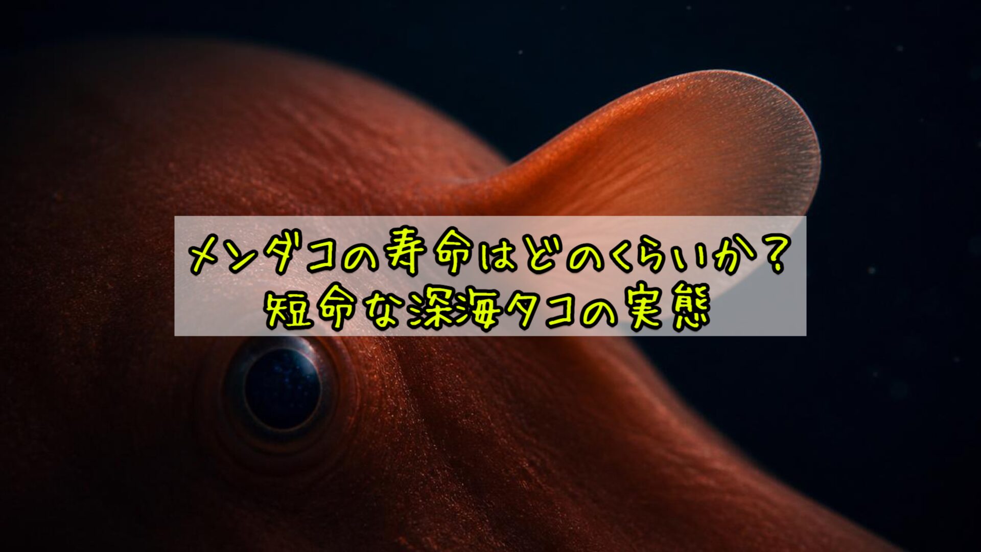 メンダコの寿命はどのくらいか？短命な深海タコの実態