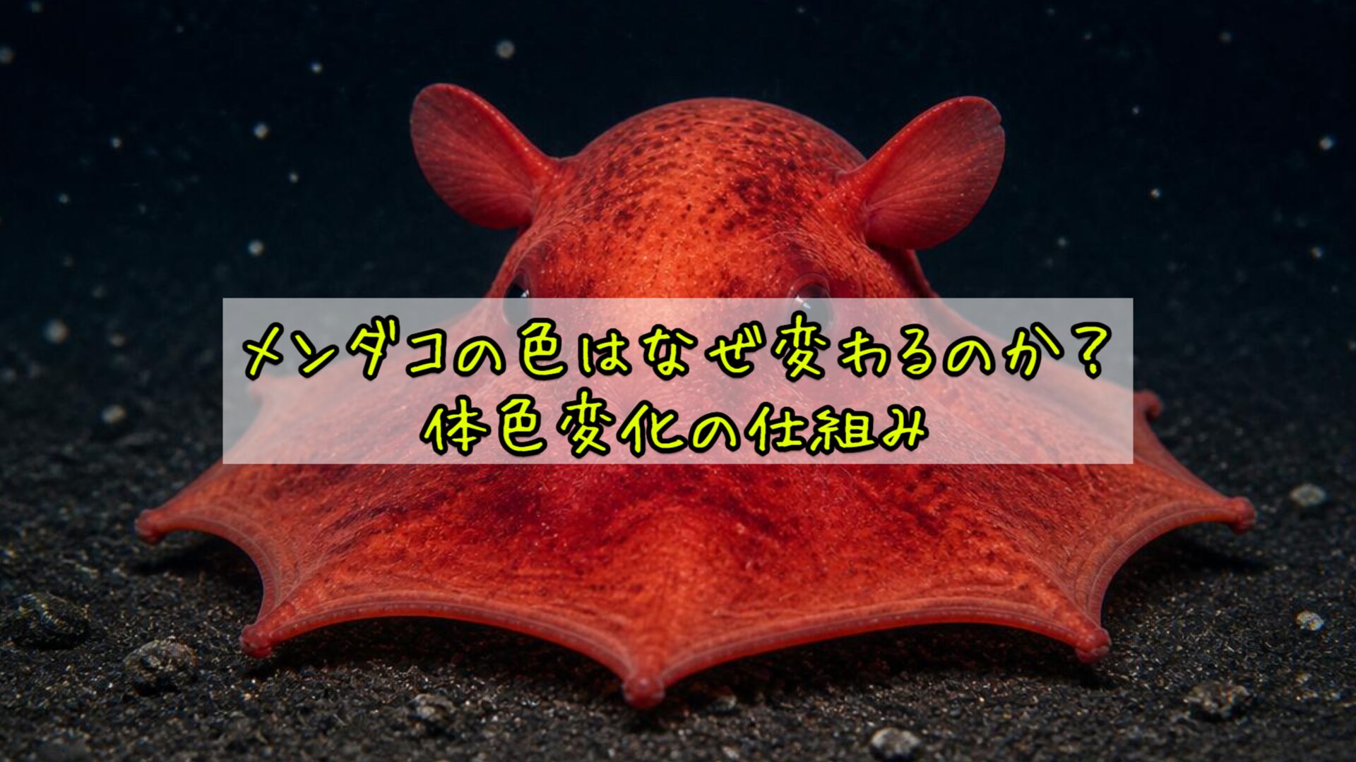 メンダコの色はなぜ変わるのか？体色変化の仕組み