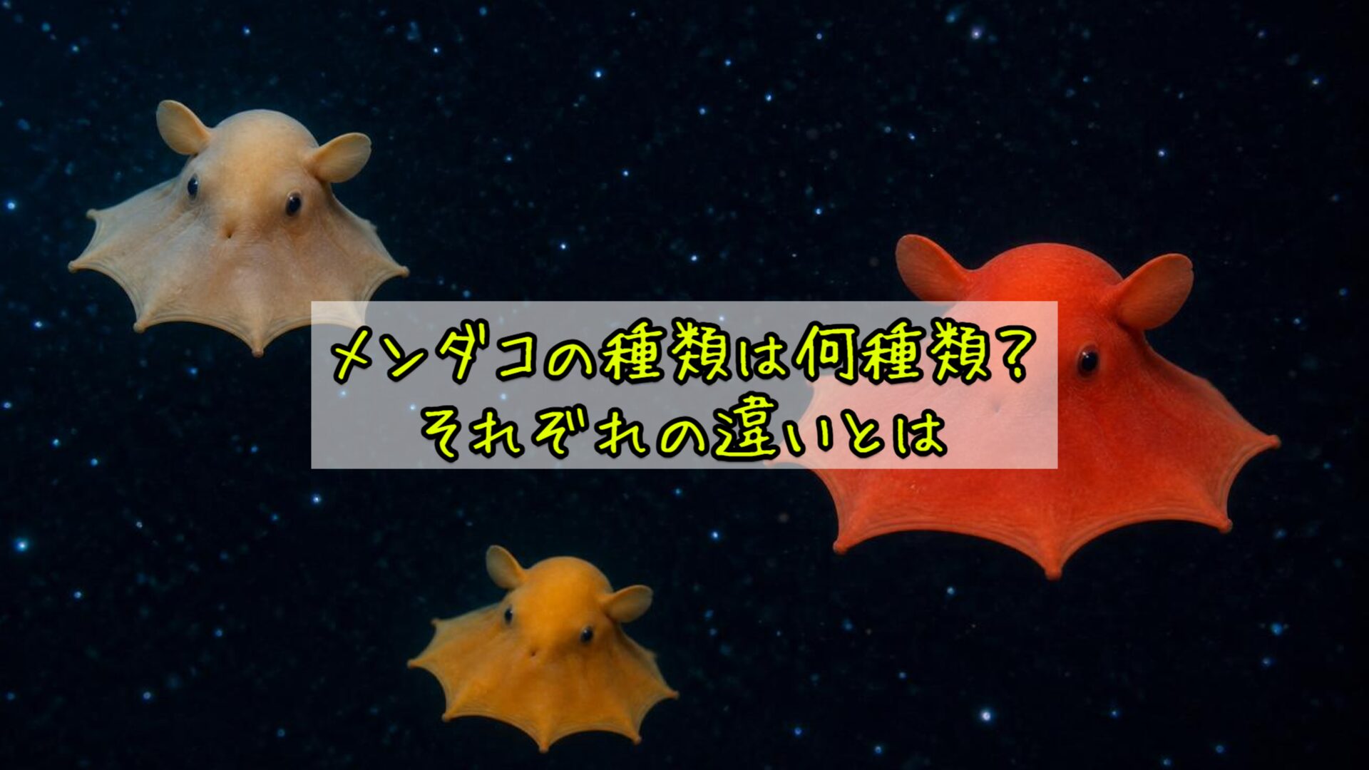 メンダコの種類は何種類？それぞれの違いとは