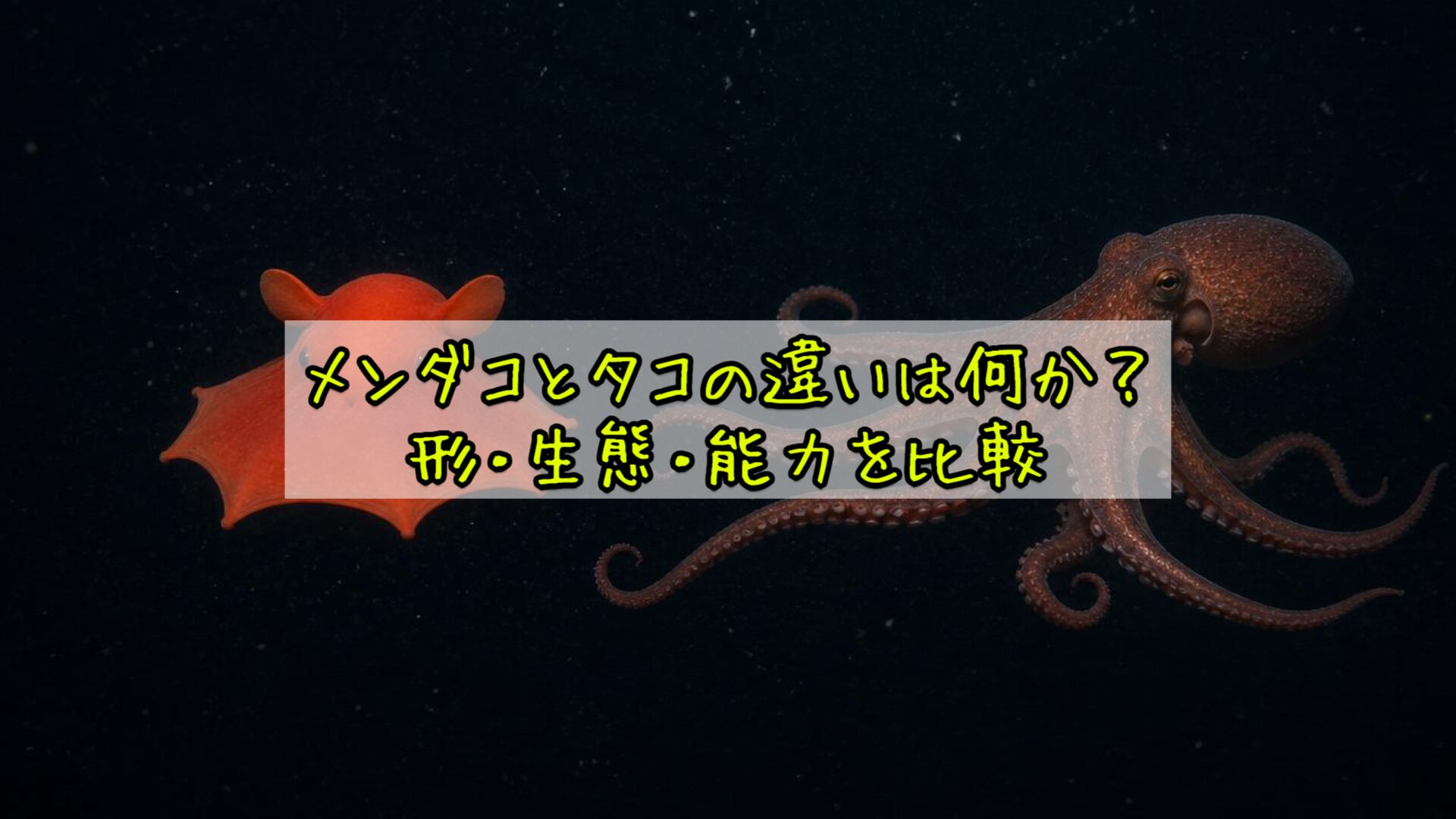 メンダコとタコの違いは何か？形・生態・能力を比較