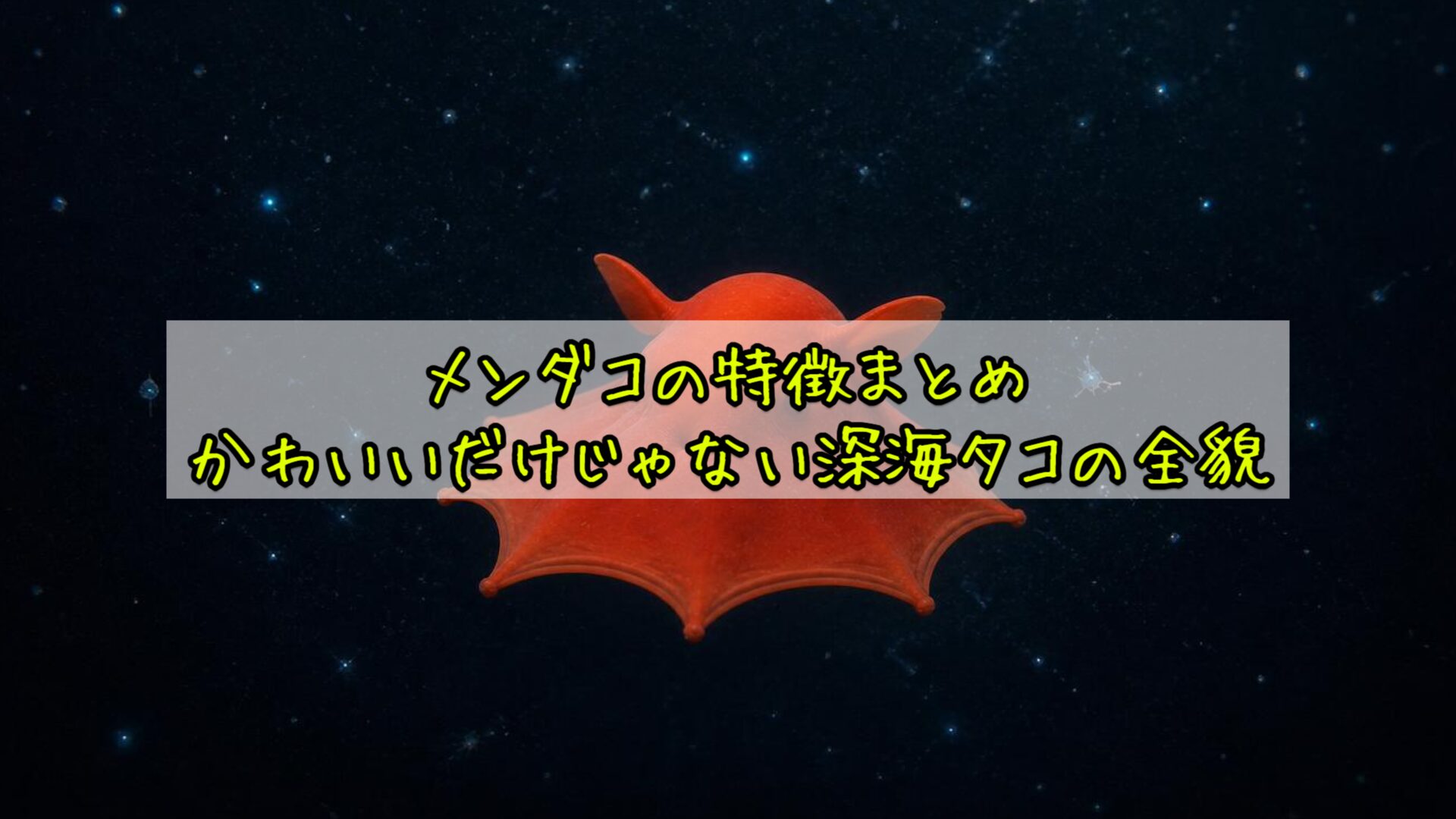 メンダコの特徴まとめ：かわいいだけじゃない深海タコの全貌