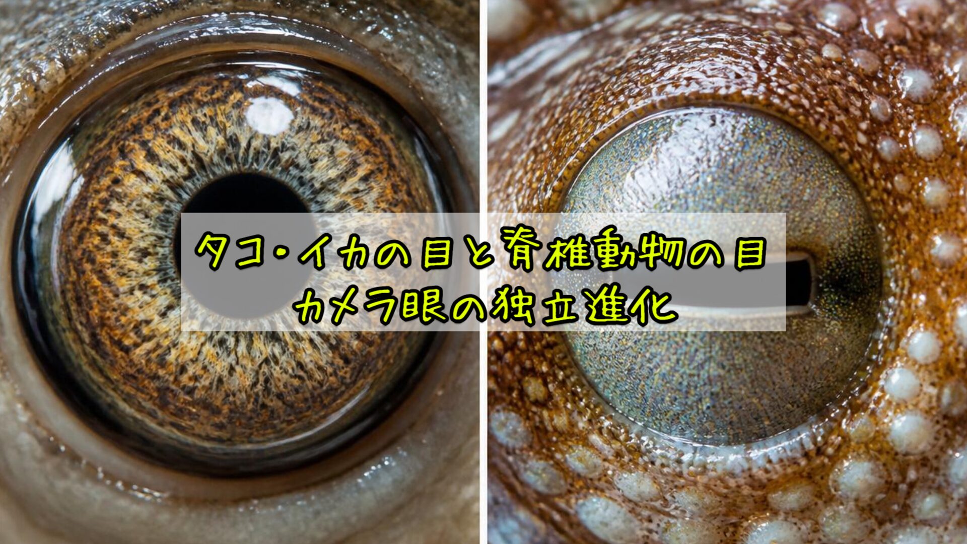 タコ・イカの目と脊椎動物の目：カメラ眼の独立進化