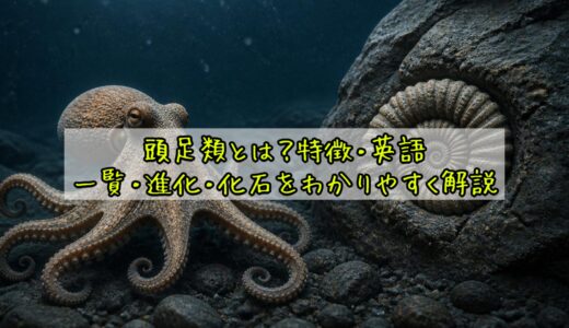 頭足類とは？特徴・英語・一覧・進化・化石をわかりやすく解説