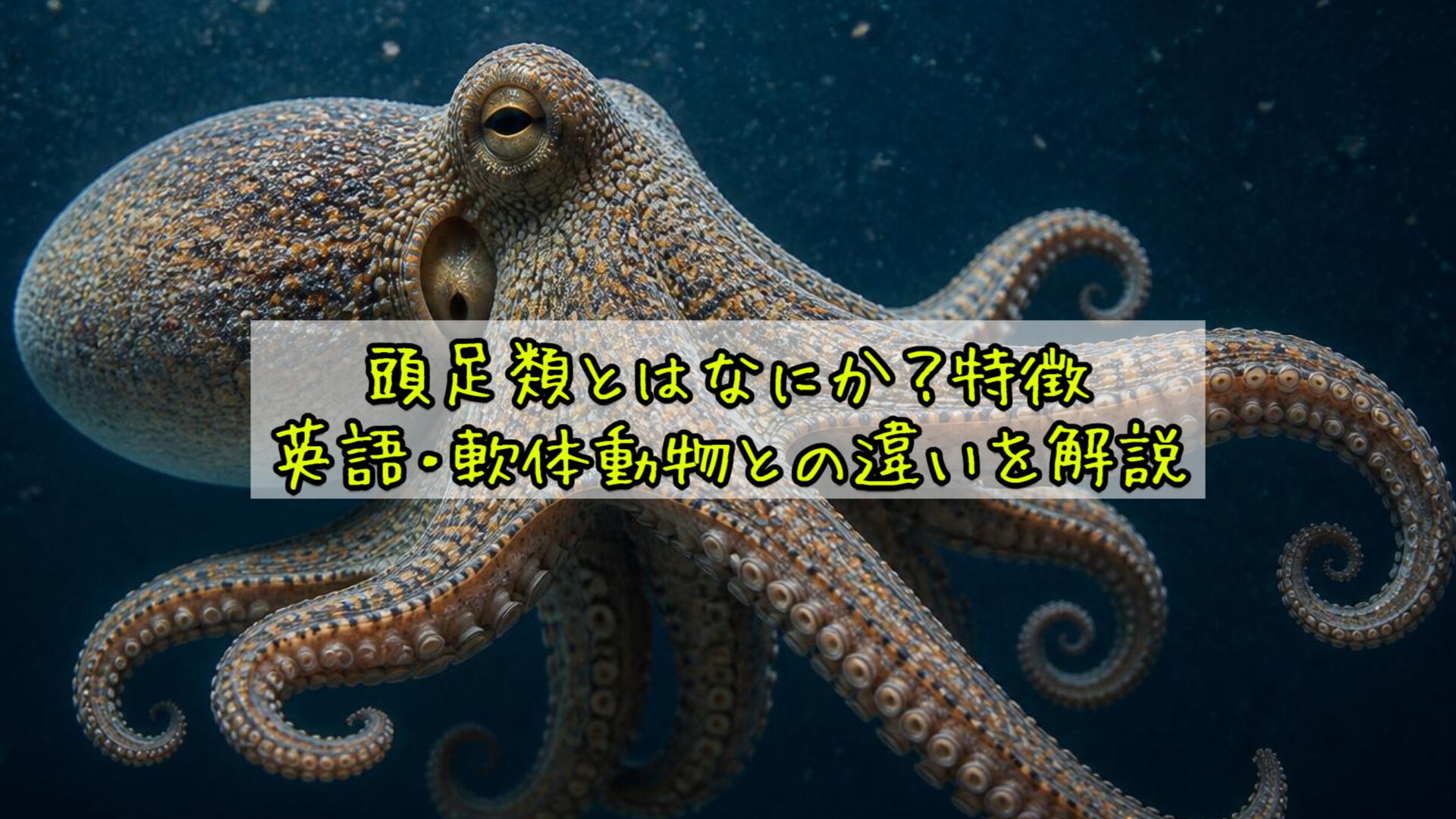 頭足類とはなにか？特徴・英語・軟体動物との違いを解説