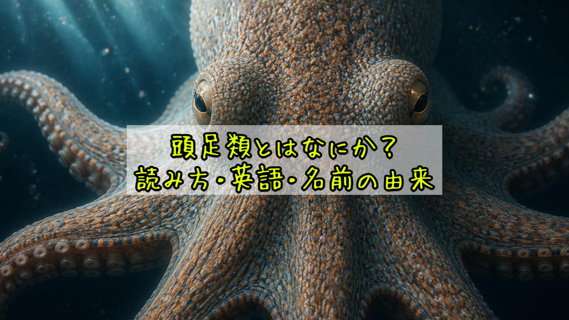 頭足類とはなにか？読み方・英語・名前の由来