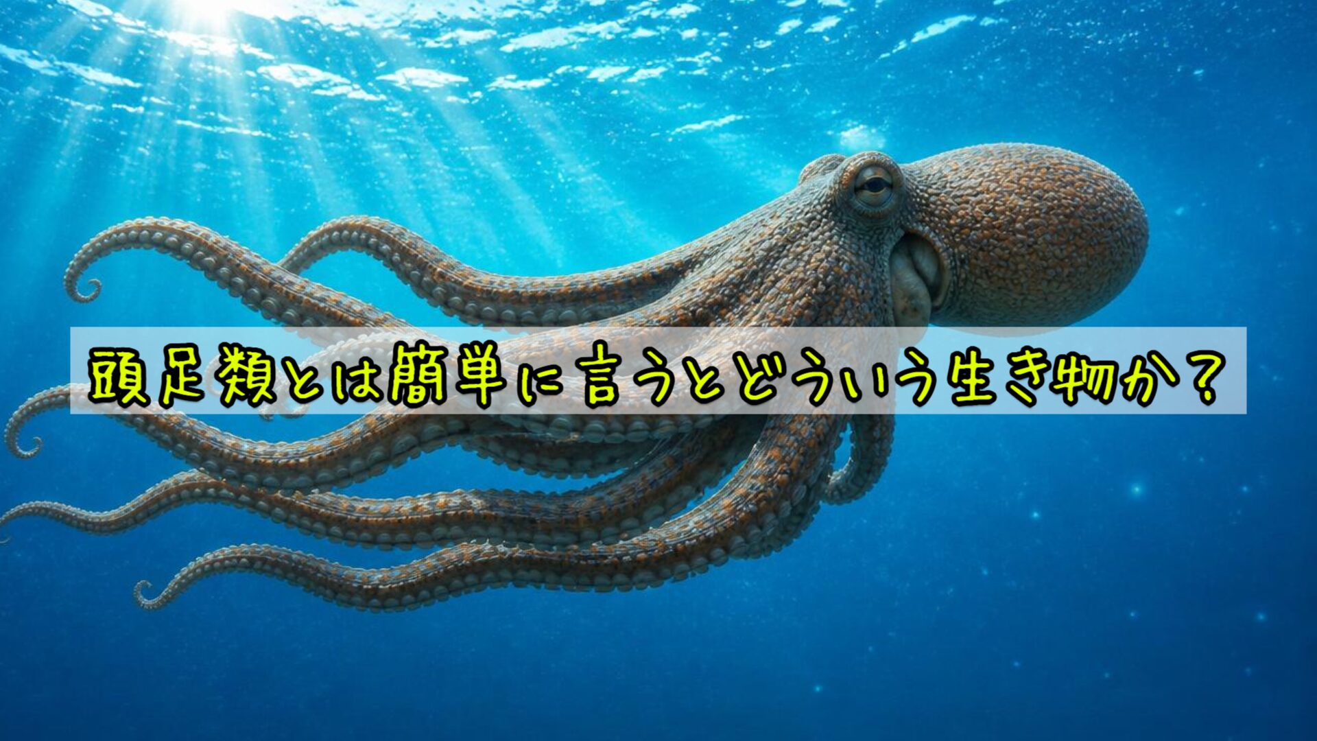 頭足類とは簡単に言うとどういう生き物か？