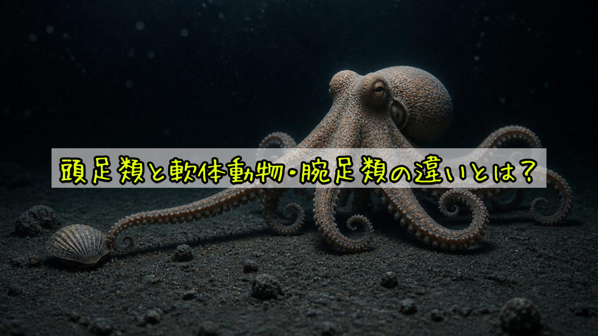 頭足類と軟体動物・腕足類の違いとは？