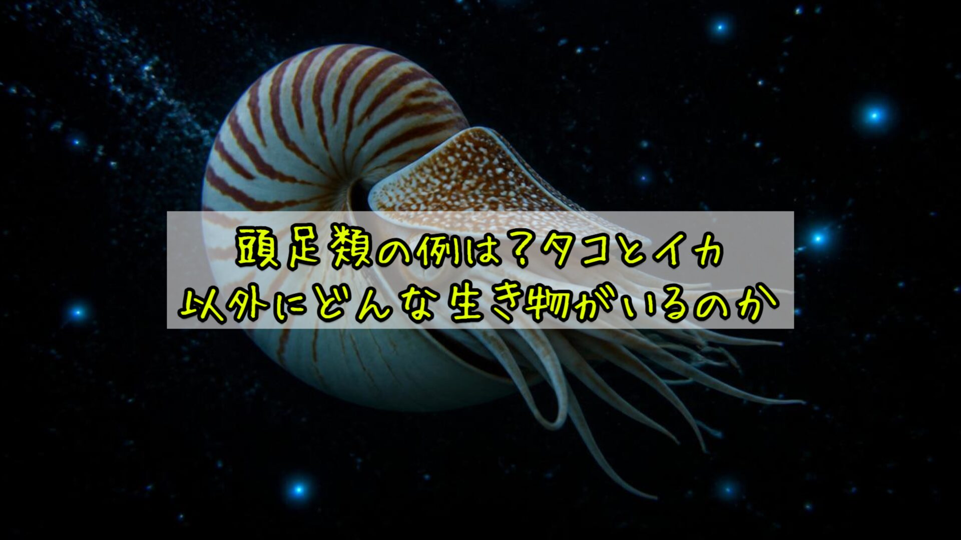 頭足類の例は？タコとイカ以外にどんな生き物がいるのか
