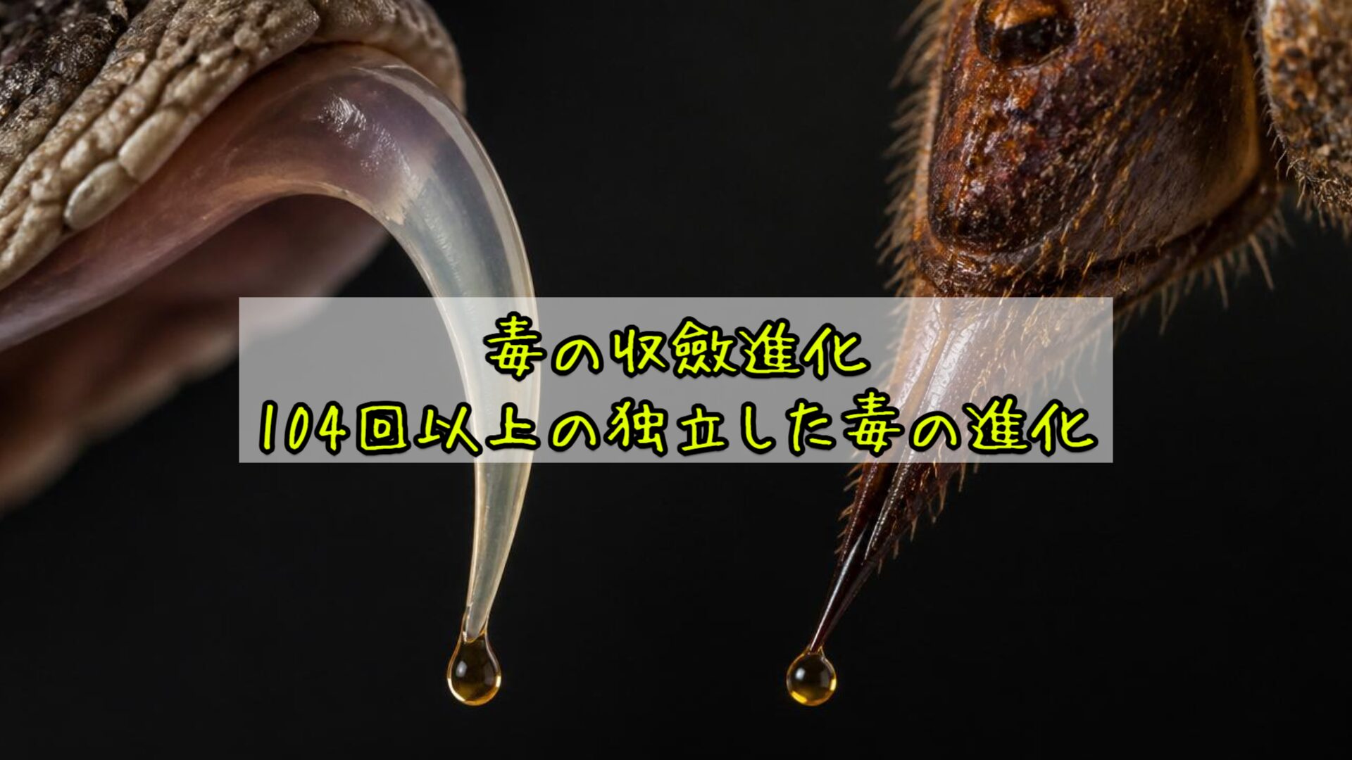 毒の収斂進化：104回以上の独立した毒の進化