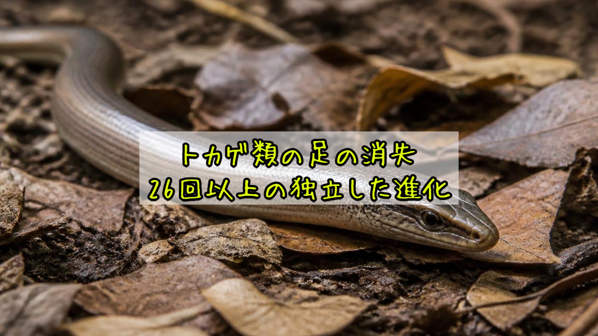 トカゲ類の足の消失：26回以上の独立した進化