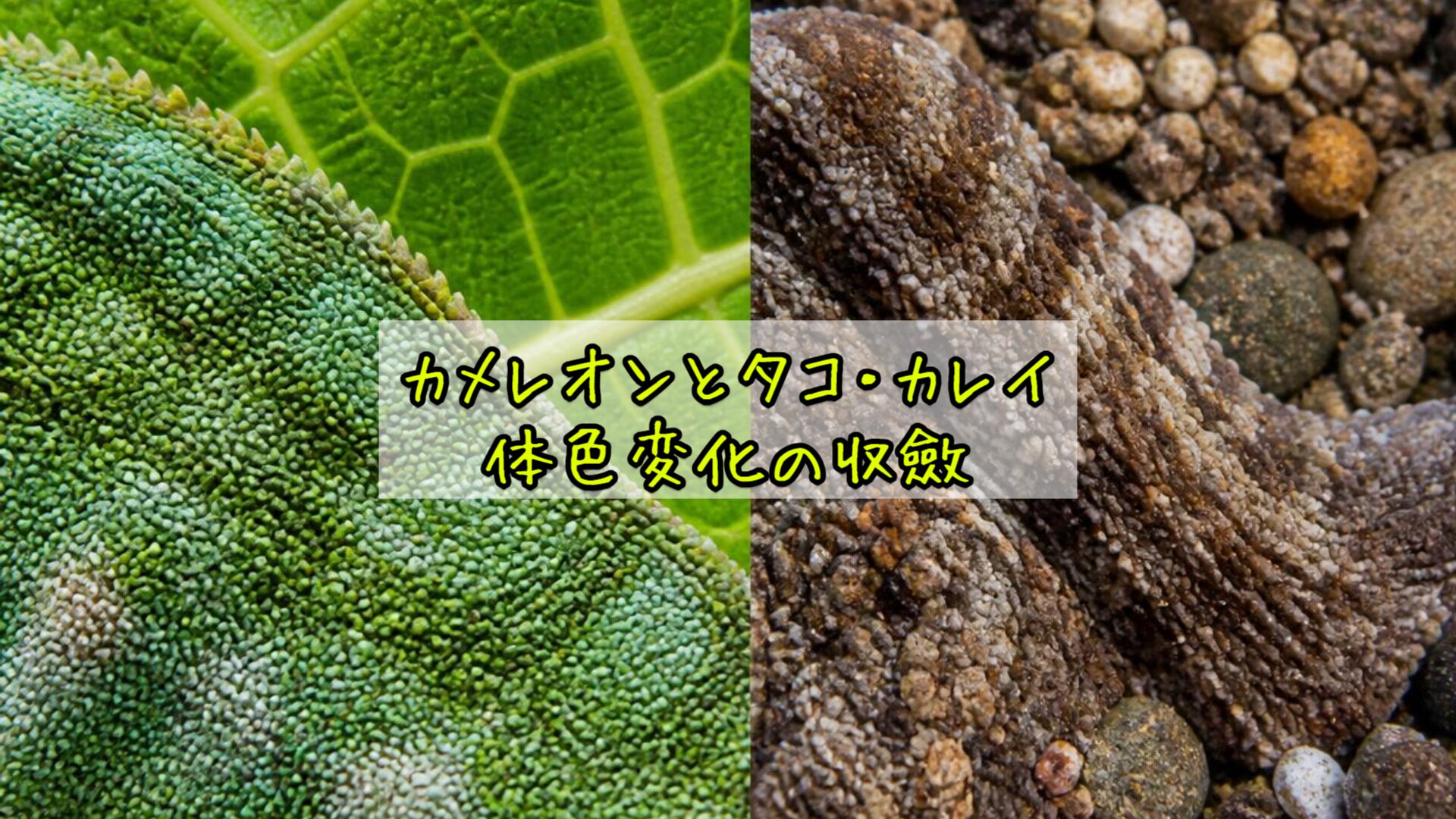 カメレオンとタコ・カレイ：体色変化の収斂