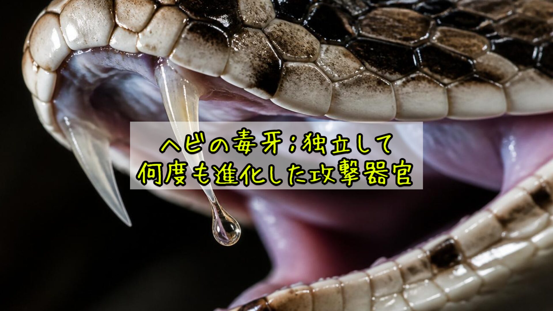 ヘビの毒牙：独立して何度も進化した攻撃器官