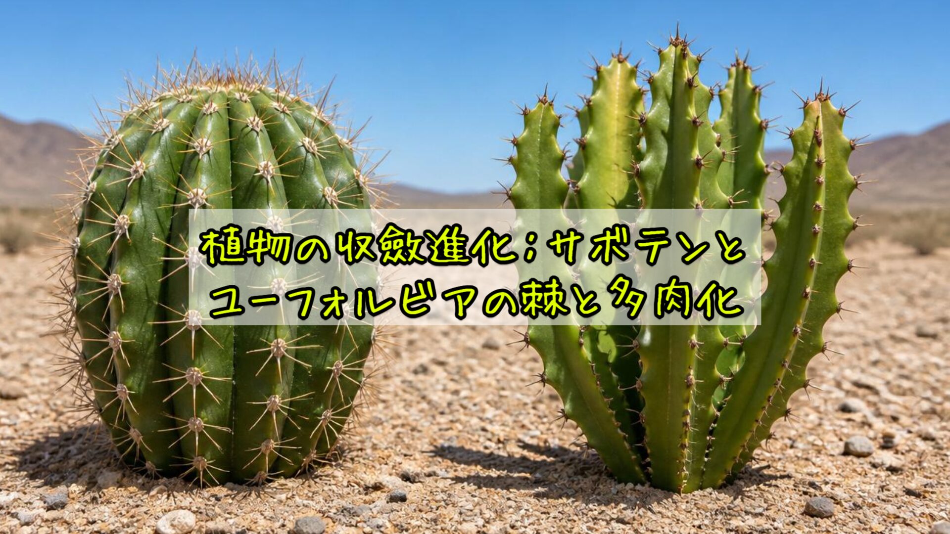 植物の収斂進化：サボテンとユーフォルビアの棘と多肉化