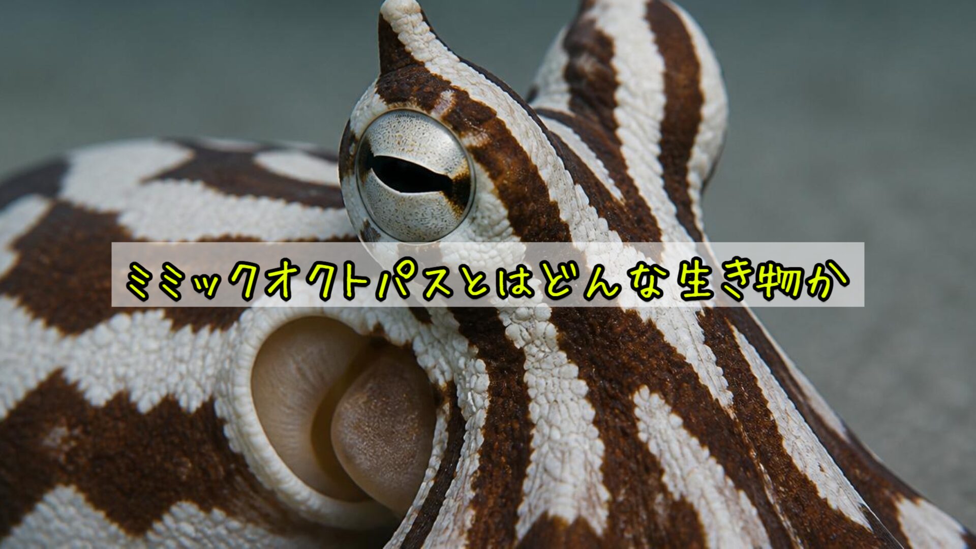 ミミックオクトパスとはどんな生き物か