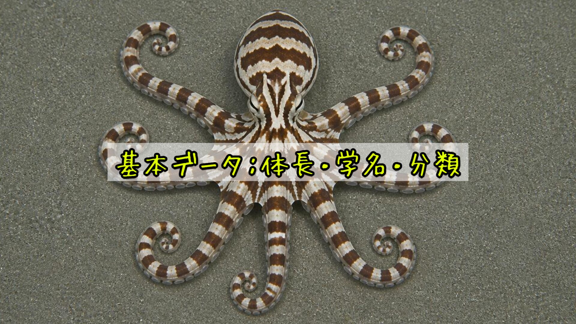 基本データ：体長・学名・分類