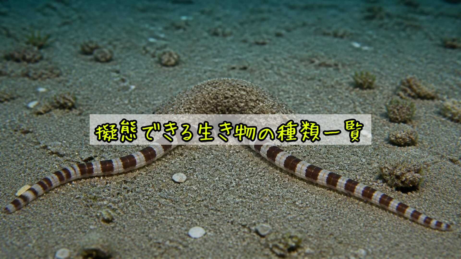 擬態できる生き物の種類一覧