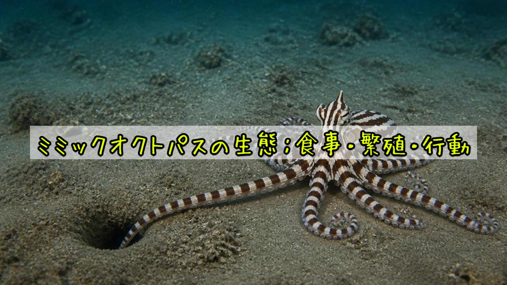 ミミックオクトパスの生態：食事・繁殖・行動