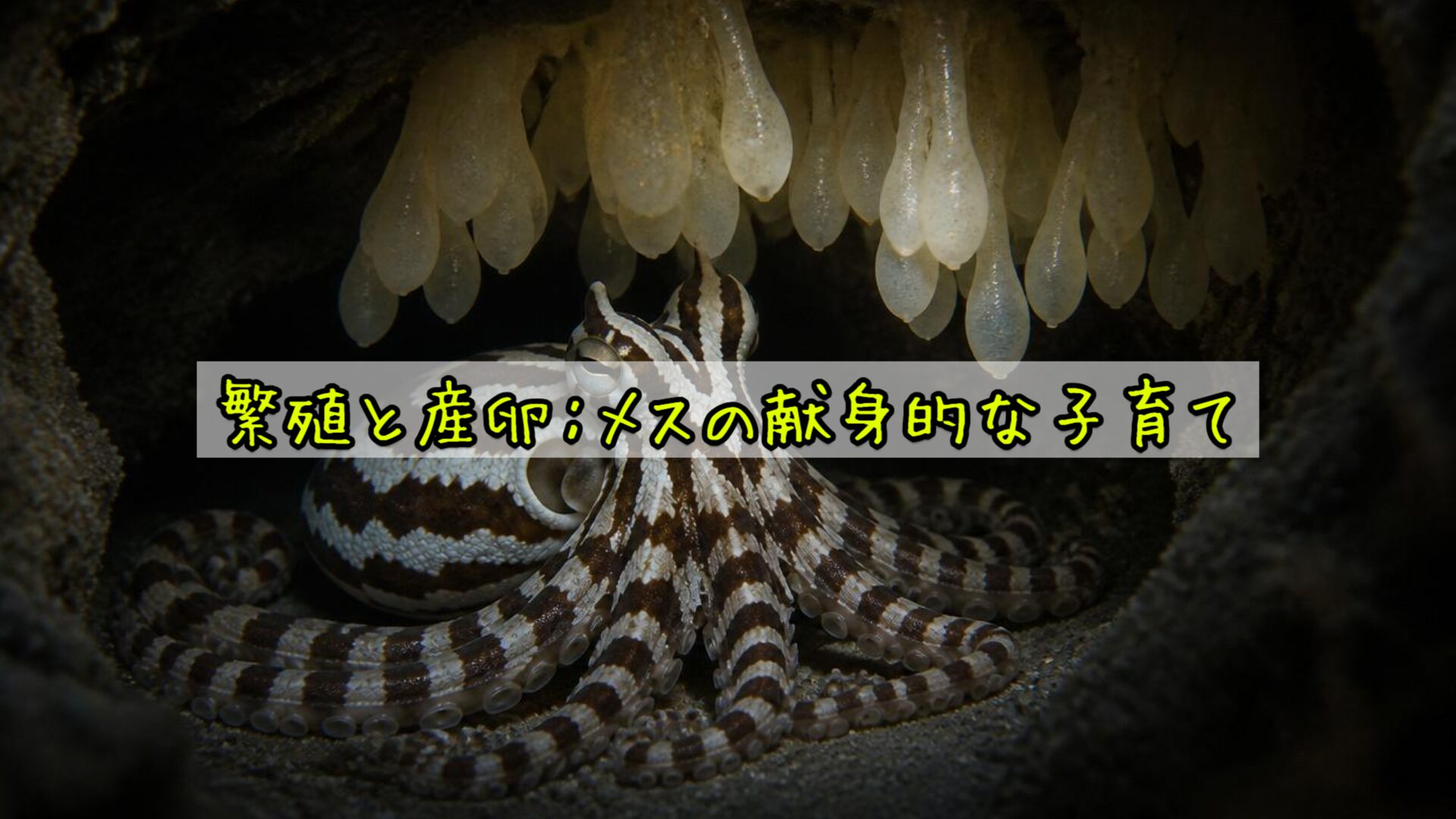 繁殖と産卵：メスの献身的な子育て