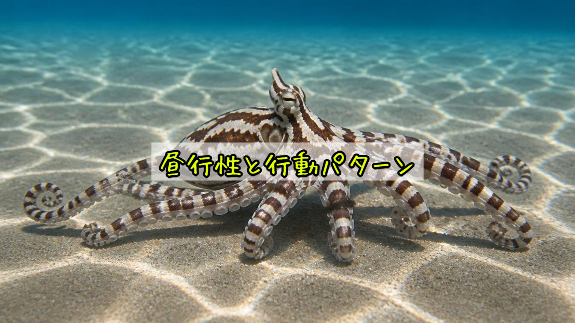昼行性と行動パターン