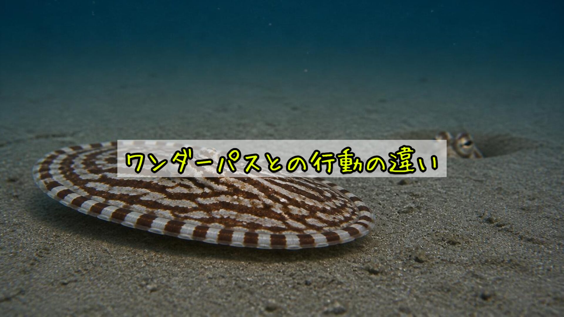 ワンダーパスとの行動の違い