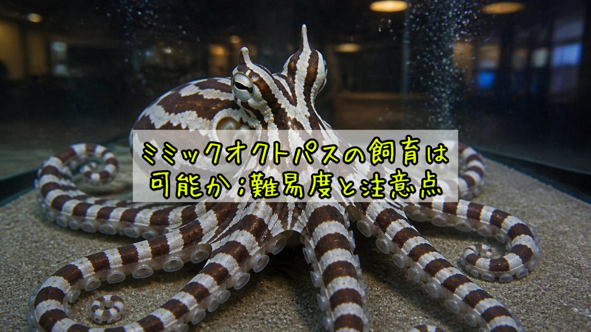 ミミックオクトパスの飼育は可能か：難易度と注意点