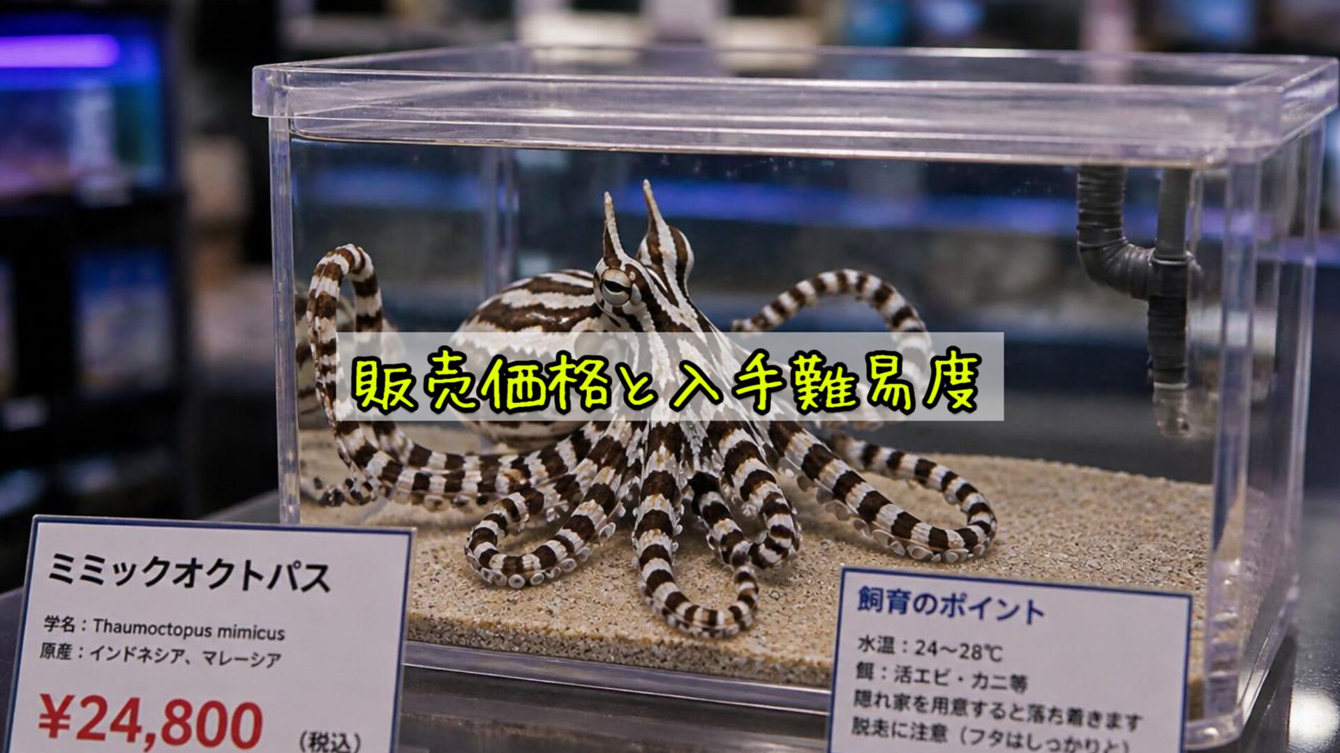 販売価格と入手難易度