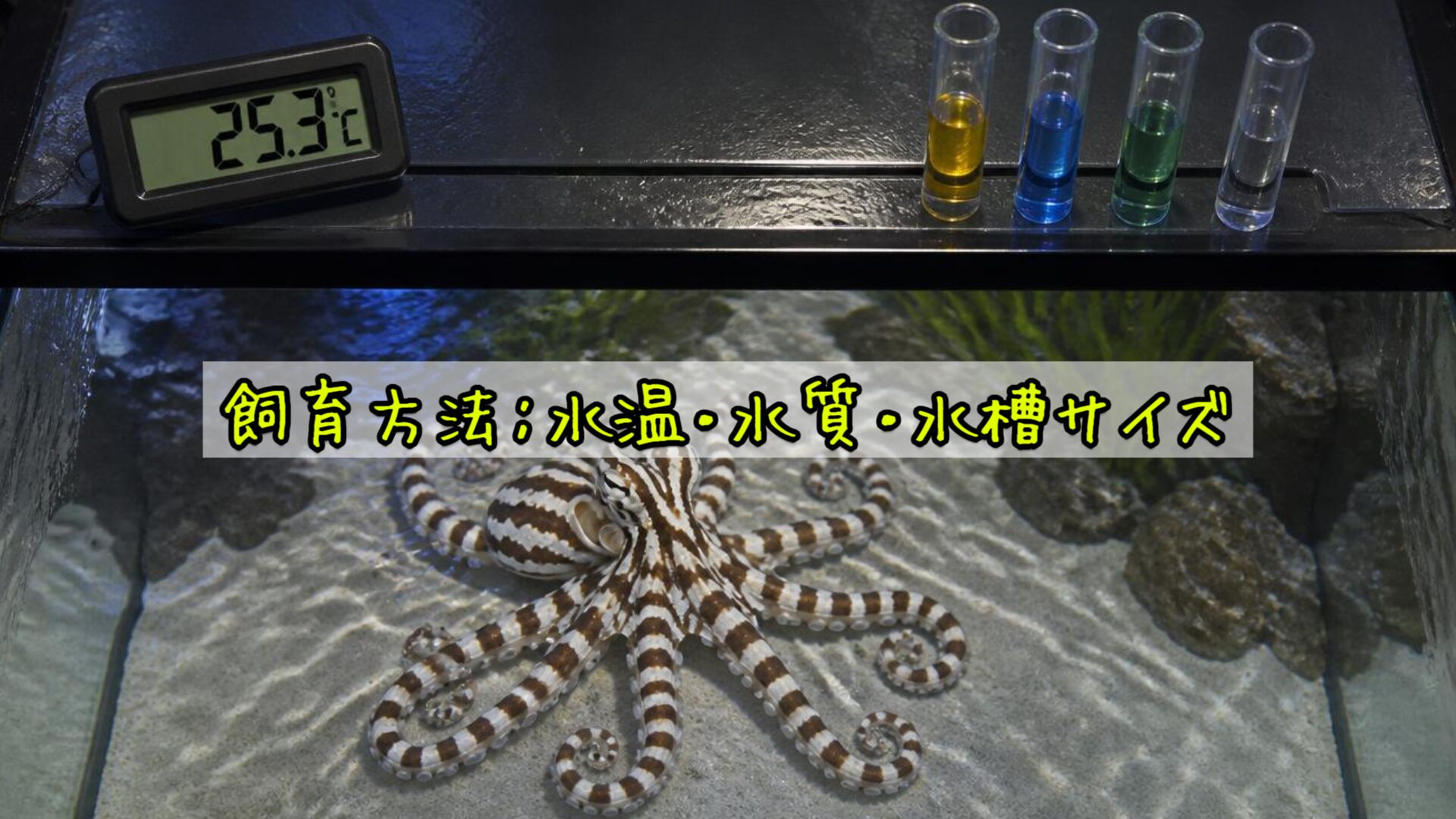 飼育方法：水温・水質・水槽サイズ