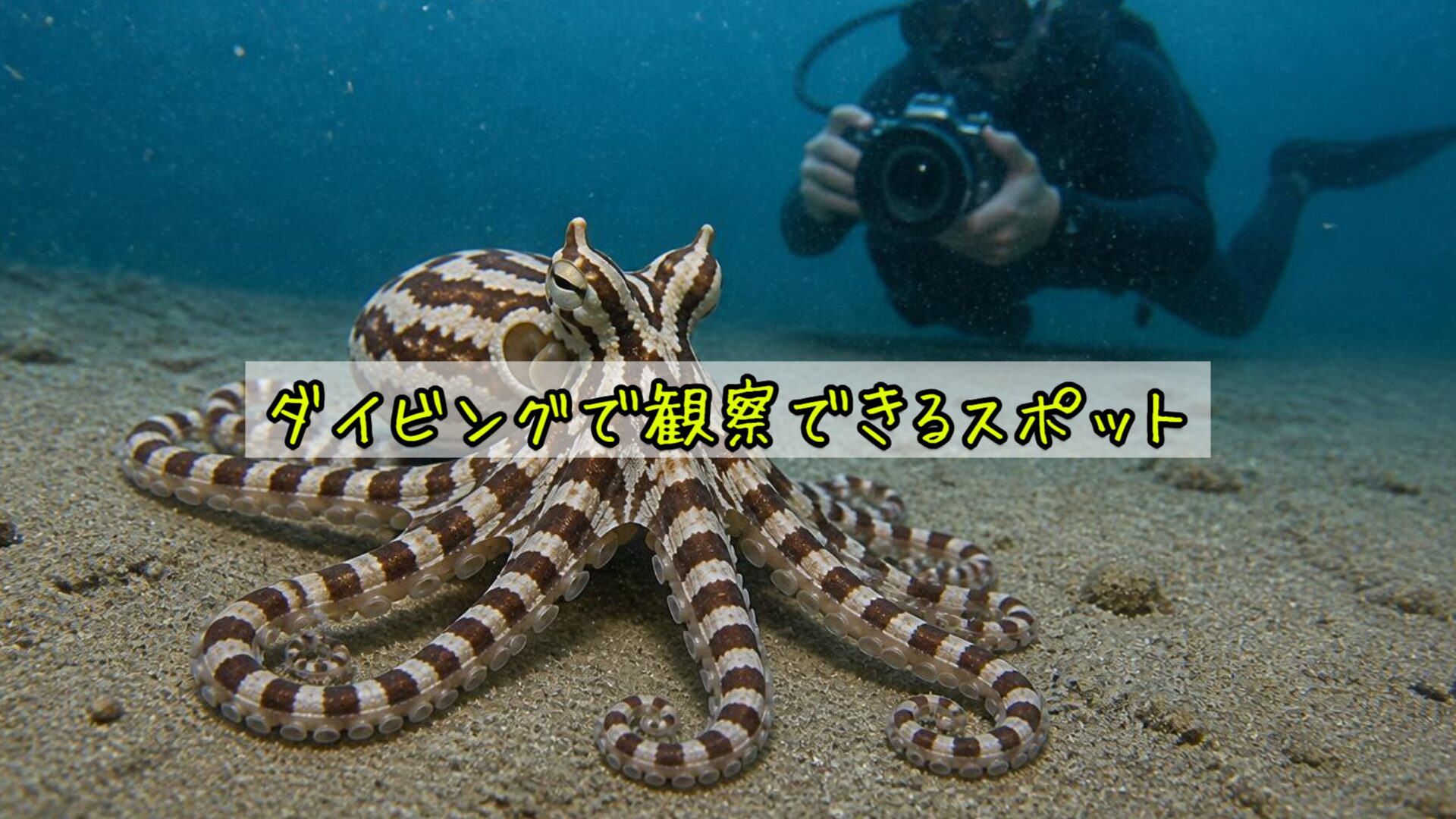 ダイビングで観察できるスポット