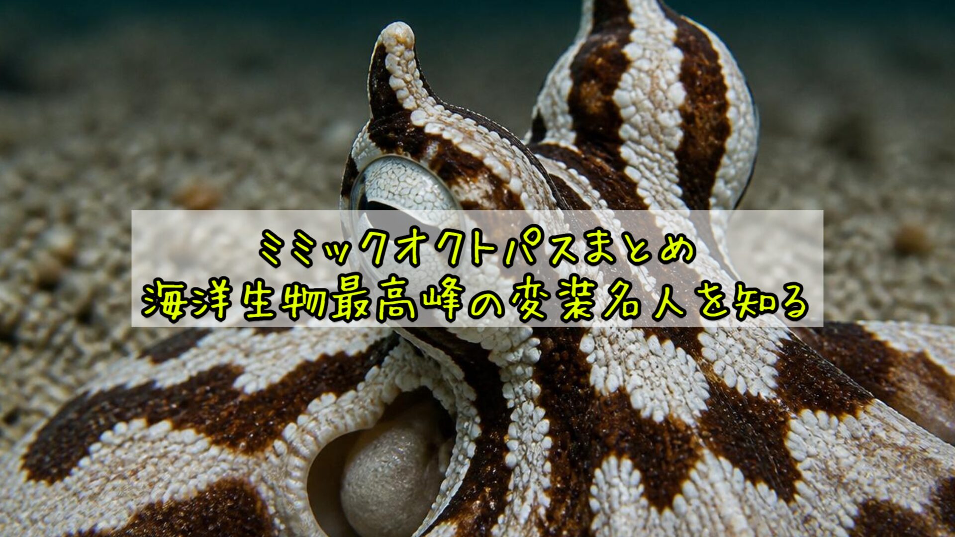 ミミックオクトパスまとめ：海洋生物最高峰の変装名人を知る