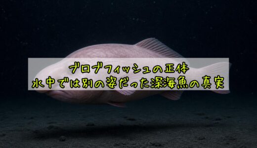 ブロブフィッシュの正体——水中では別の姿だった深海魚の真実