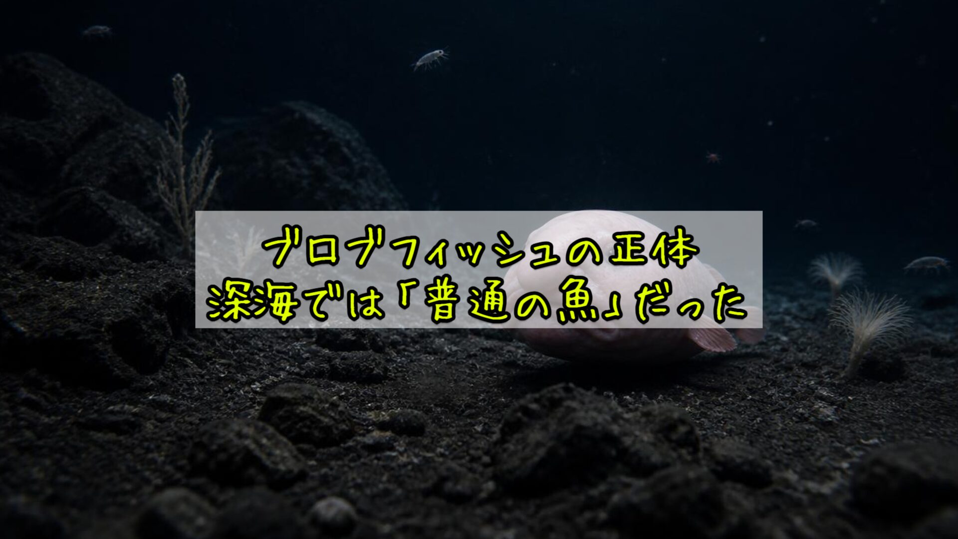 ブロブフィッシュの正体——深海では「普通の魚」だった
