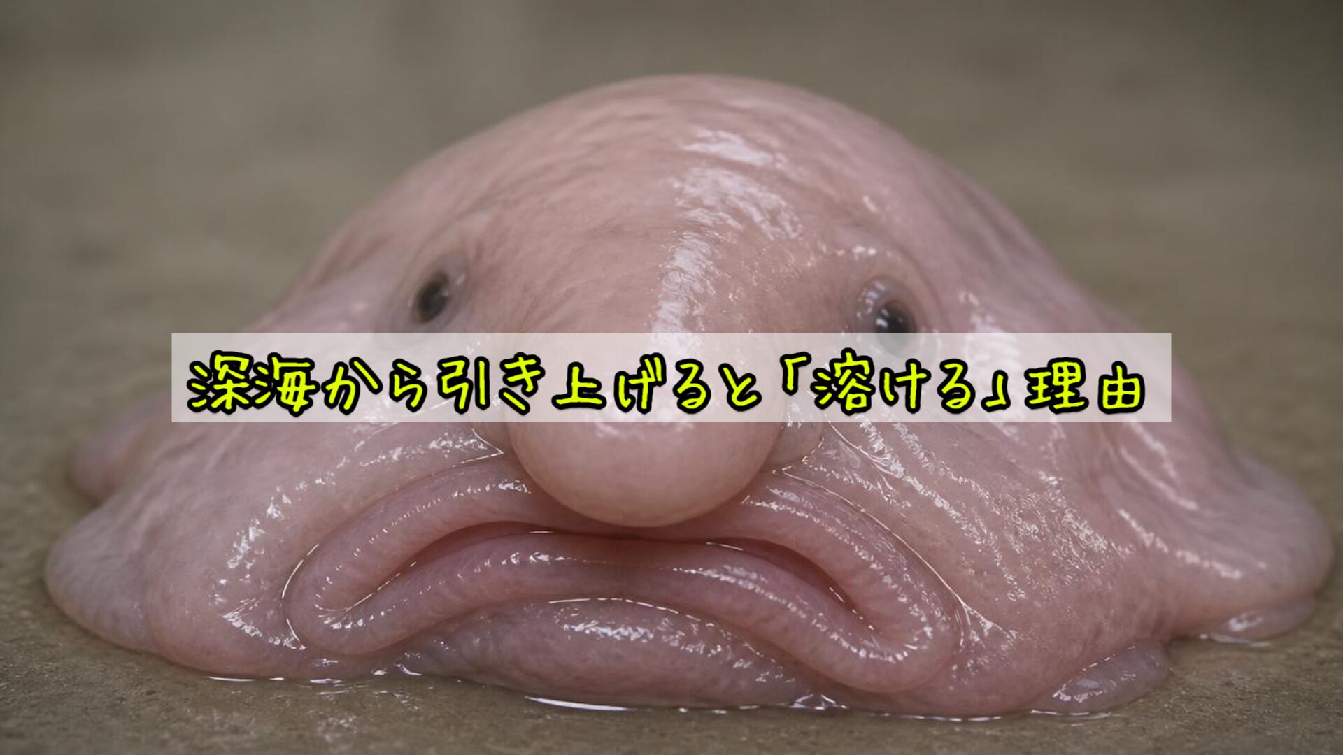 深海から引き上げると「溶ける」理由