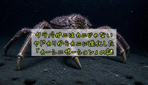 タラバガニはカニじゃない——ヤドカリからカニに進化した「カーシニゼーション」の謎