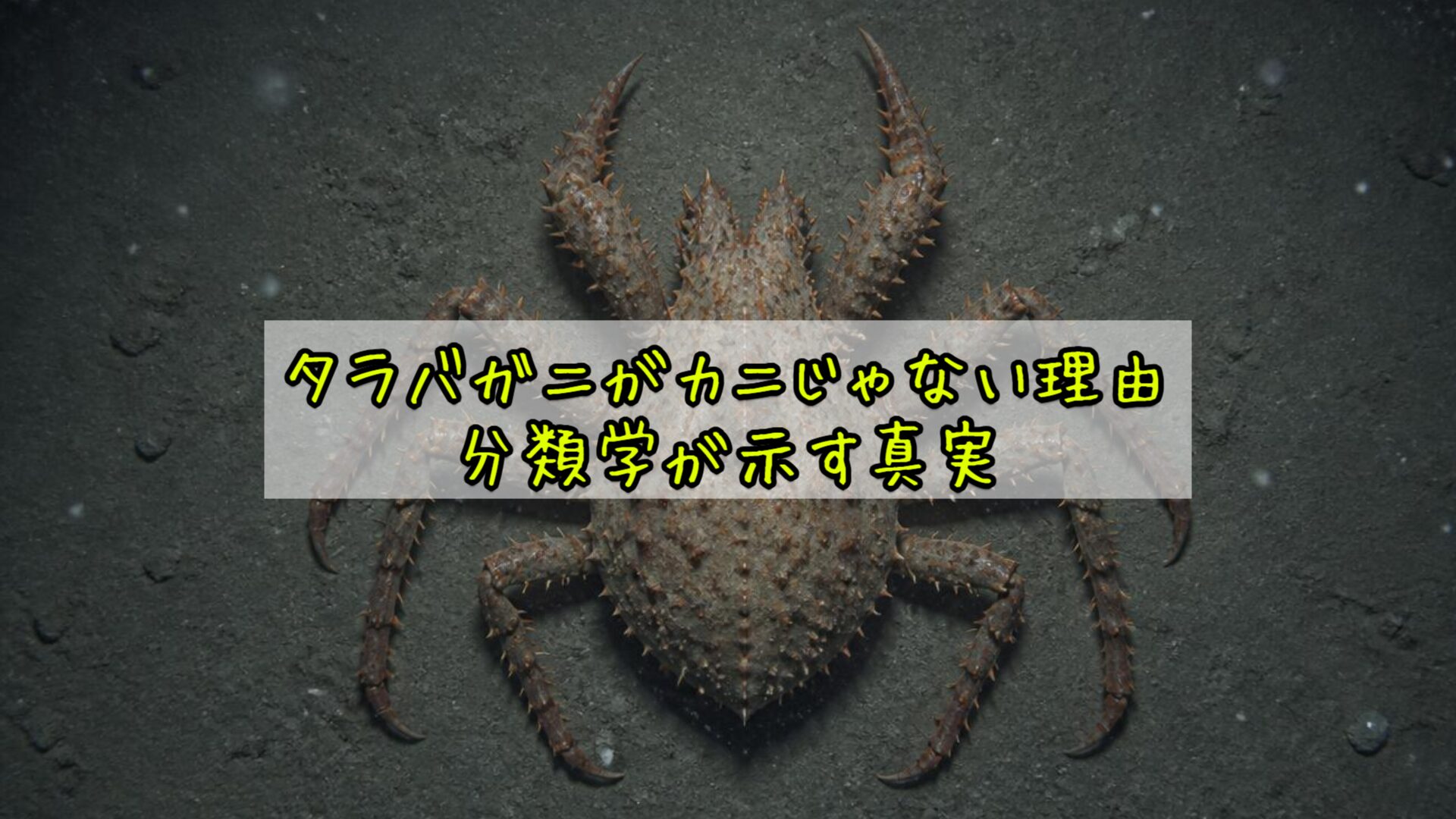 タラバガニがカニじゃない理由——分類学が示す真実