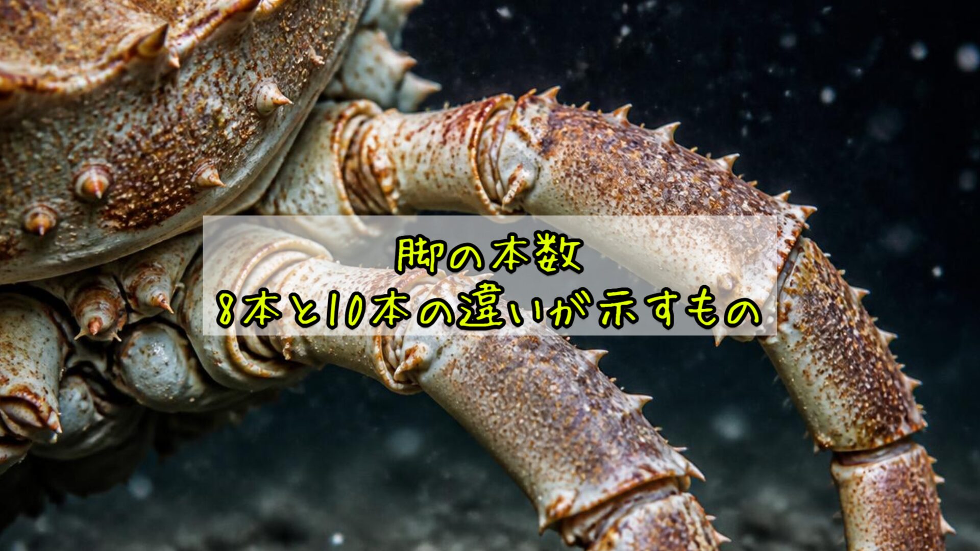 脚の本数——8本と10本の違いが示すもの
