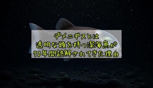 デメニギスとは——透明な頭を持つ深海魚が70年間誤解されてきた理由