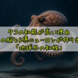 タコの知能が高い理由——9つの脳と5億ニューロンが作り出す「地球外の知性」